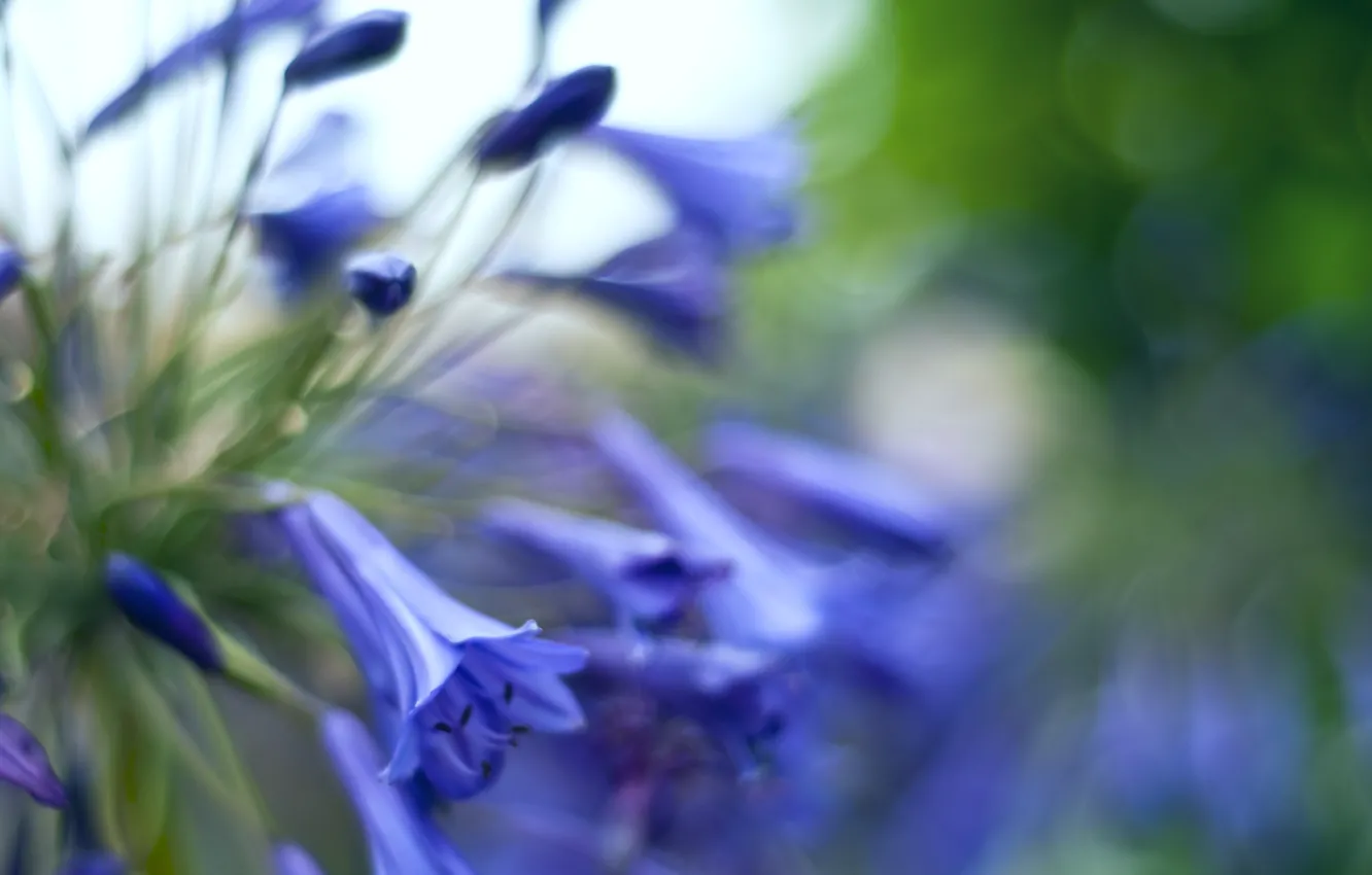 Photo wallpaper macro, glare, blur, Bells, flowers, buds, blue
