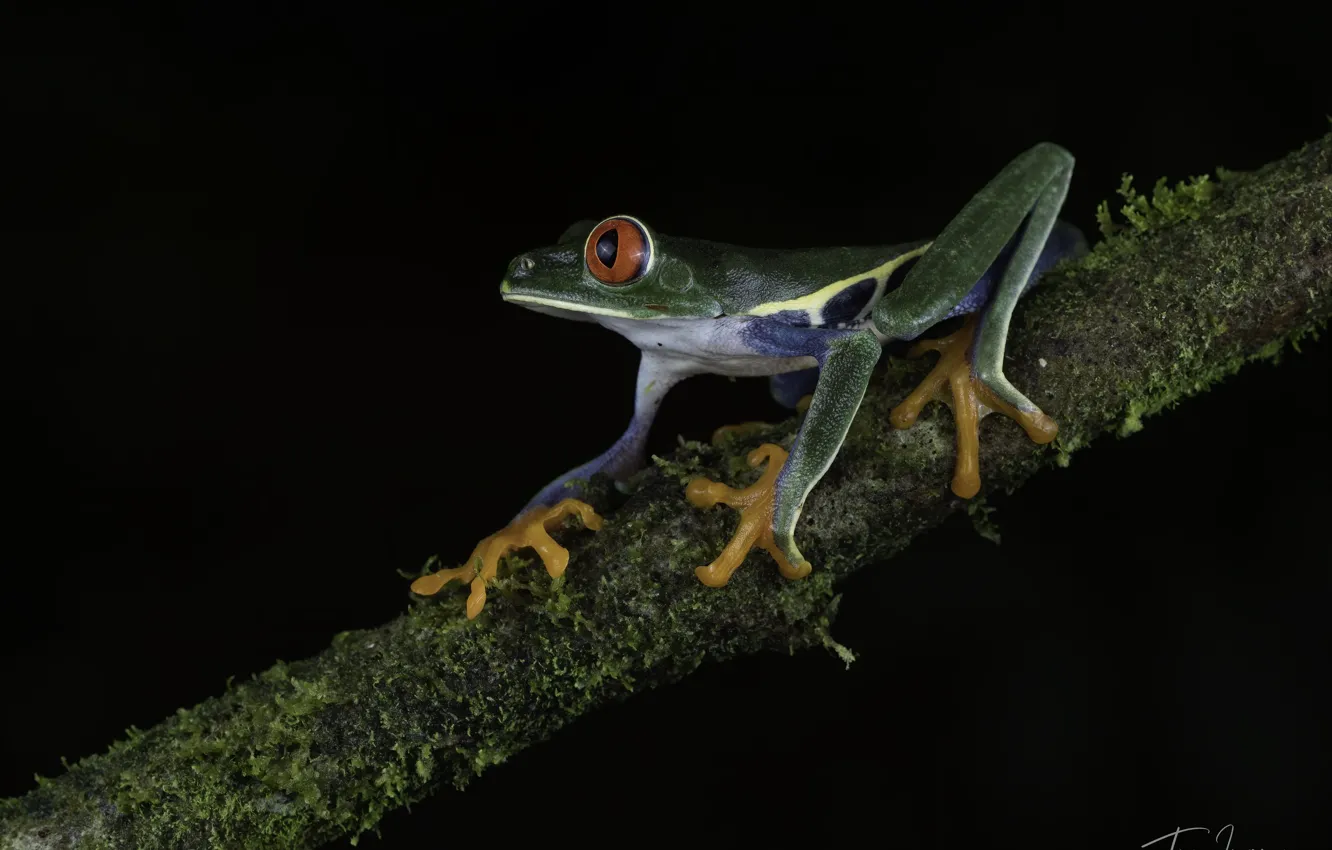 Photo wallpaper trees, background, moss, frog, legs