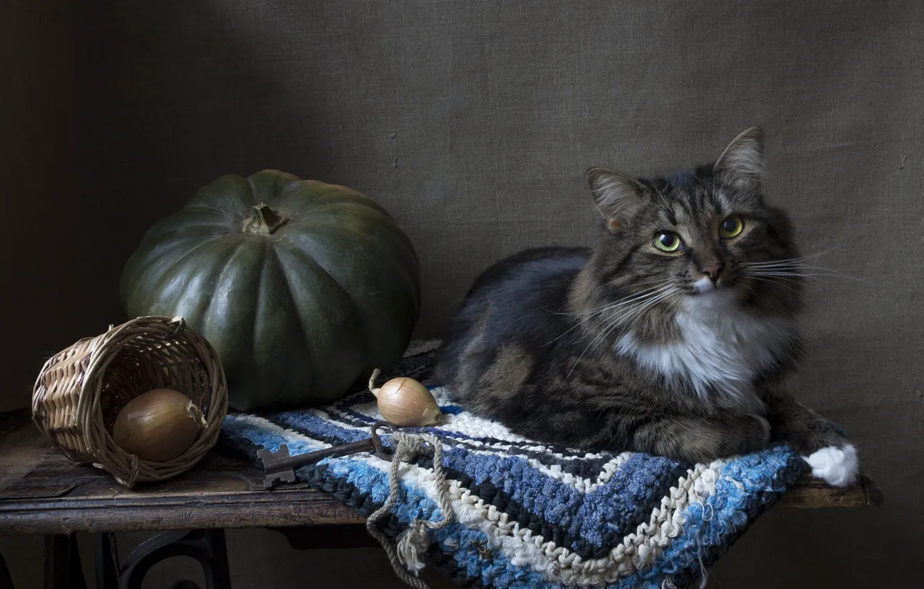 Photo wallpaper cat, cat, look, table, wall, key, bow, lies