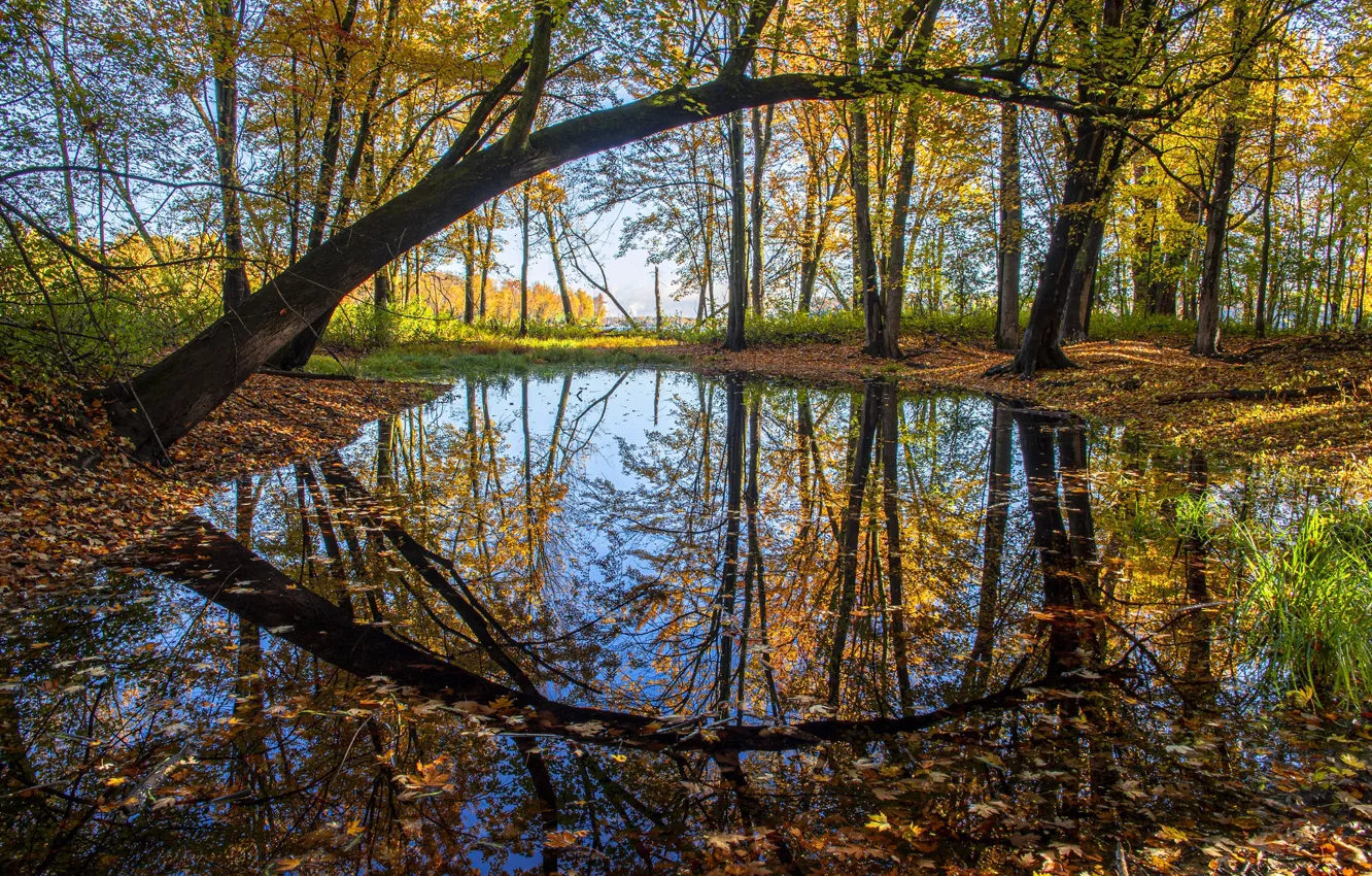 Photo wallpaper autumn, forest, branches, reflection, pond