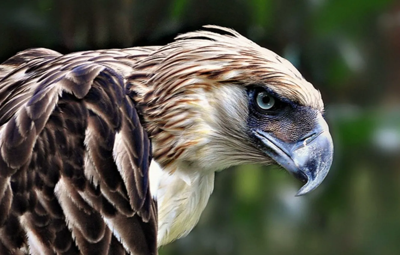 Photo wallpaper bird, wildlife, Animal, Philippine Eagle