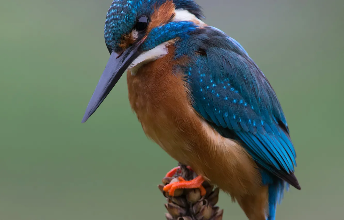 Photo wallpaper look, bird, blur, animals, nature, bokeh, Kingfisher, kingfisher