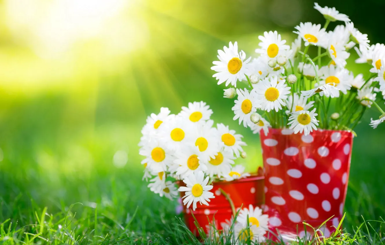 Photo wallpaper summer, grass, rays, chamomile, bouquets, cups, sunlight