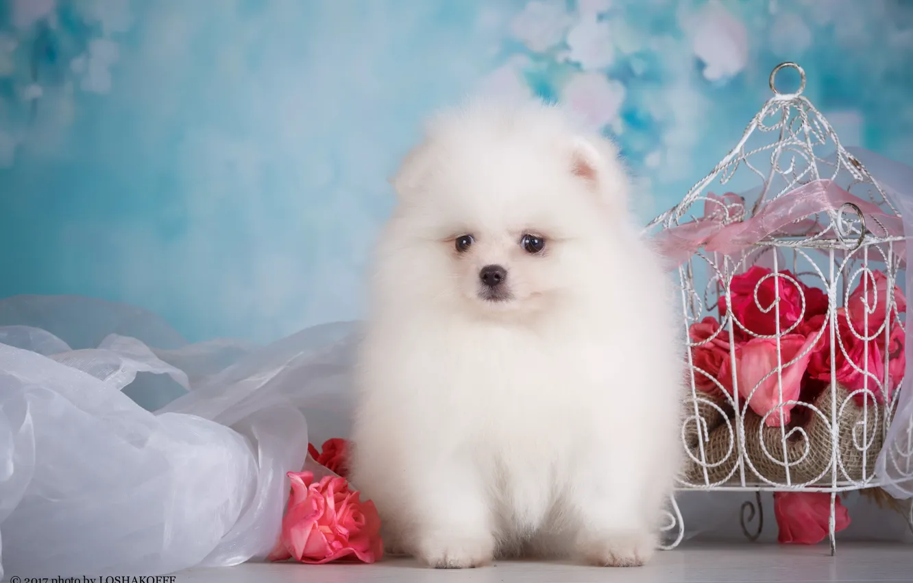 Photo wallpaper flowers, background, dog, cell, bokeh, photo session