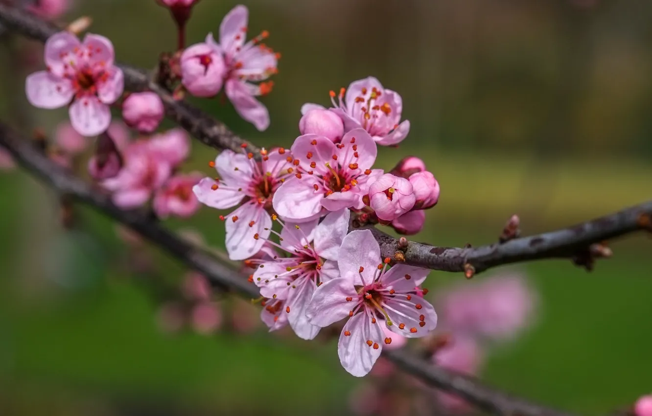 Photo wallpaper flowers, branches, nature, cherry, background, spring, flowering