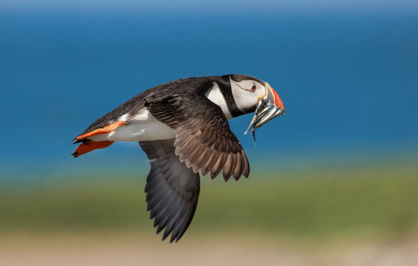 Photo wallpaper the sky, flight, nature, pose, bird, fish, stalled, mining