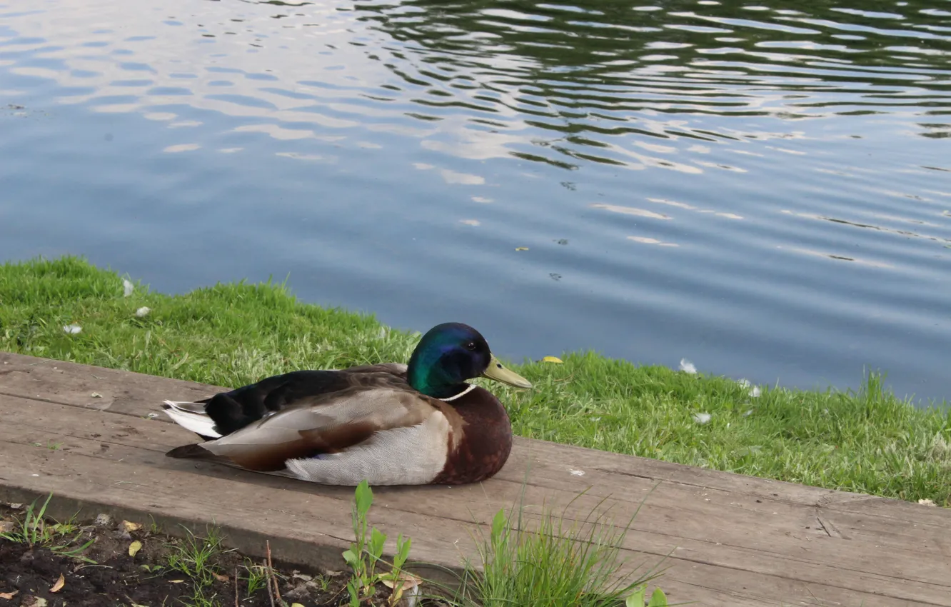 Photo wallpaper water, shore, duck, Mallard