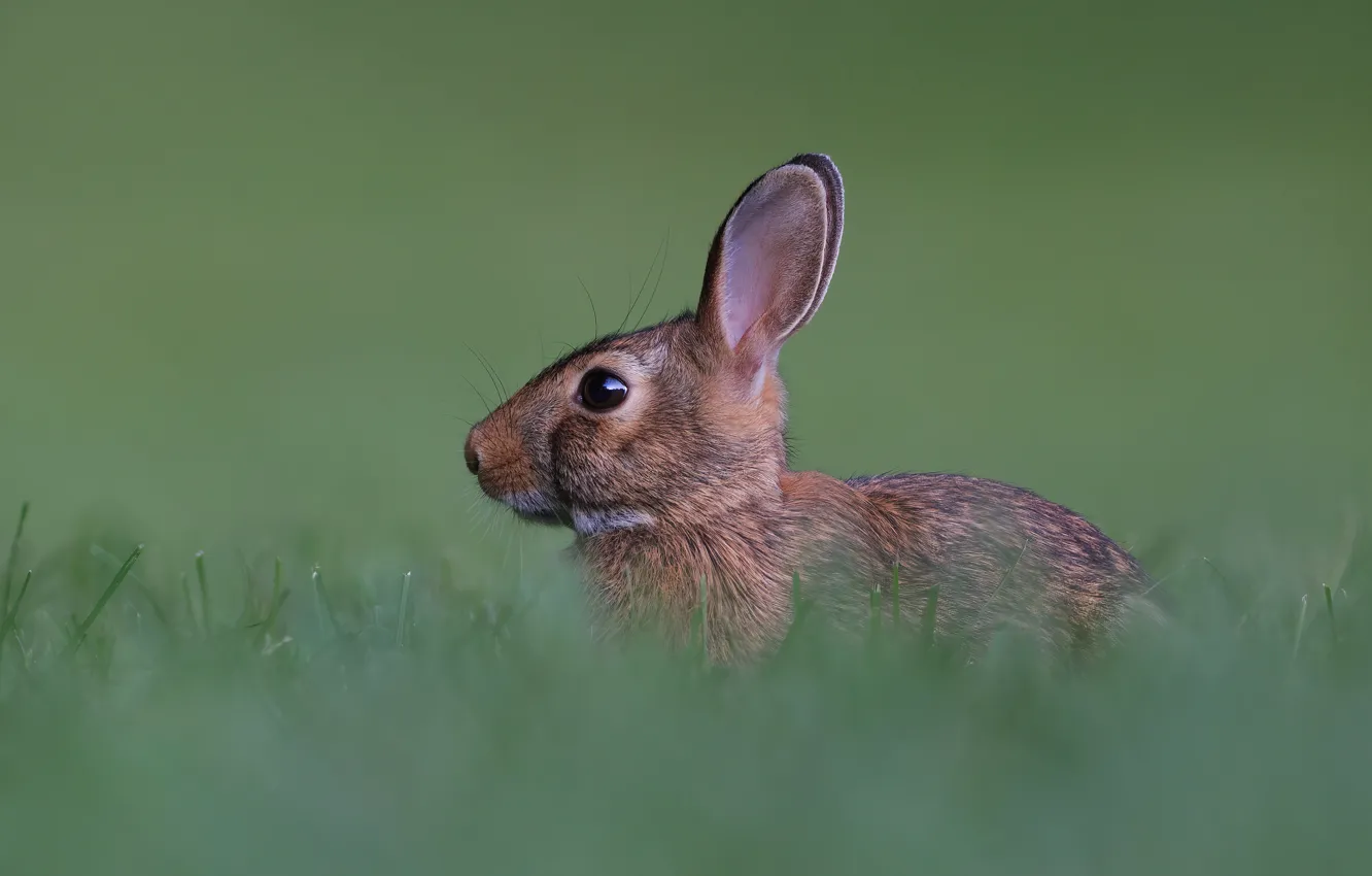 Photo wallpaper grass, nature, grey, background, hare, rabbit, profile, face