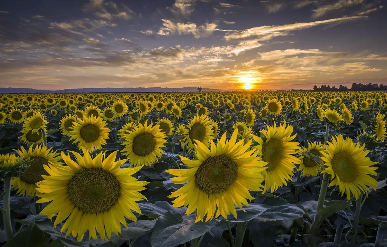 Photo wallpaper summer, sunflowers, sunset