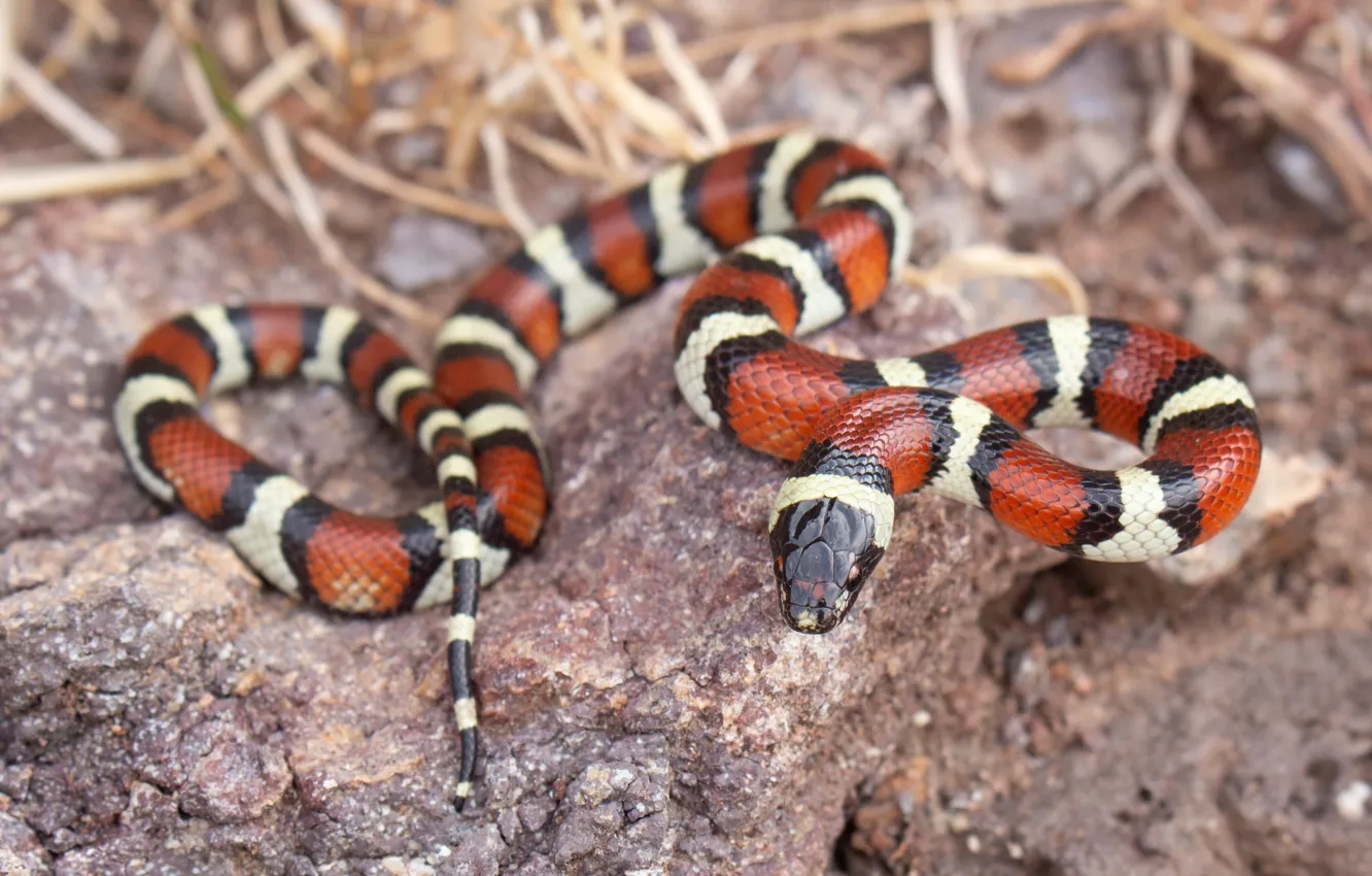 Photo wallpaper red, snake, striped