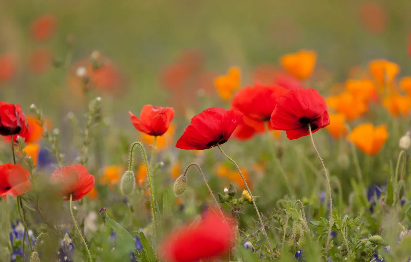 Photo wallpaper flowers, nature, Maki