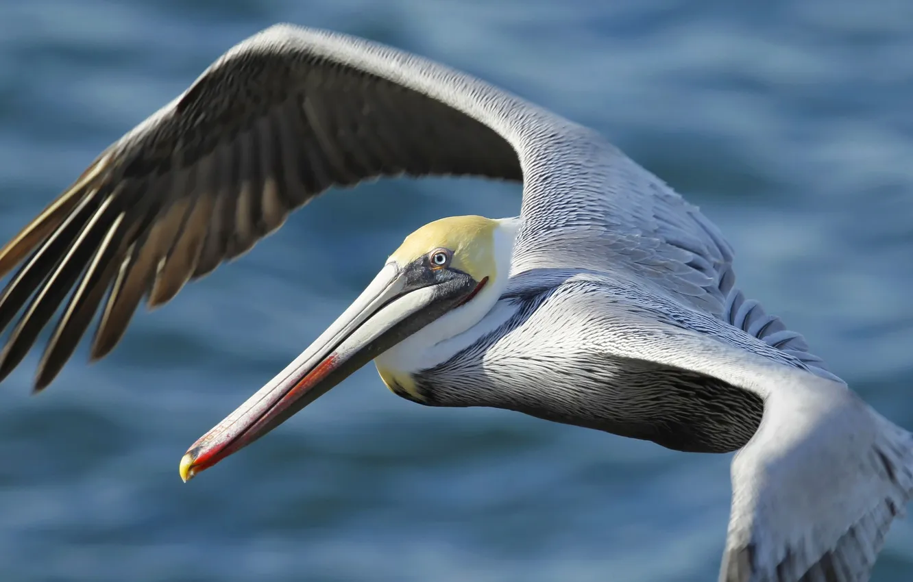 Photo wallpaper bird, wings, beak, Pelican