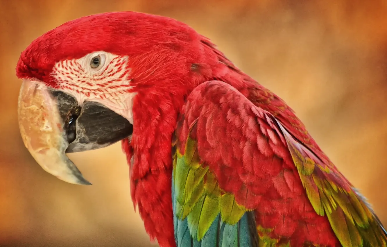 Photo wallpaper nature, bird, parrot