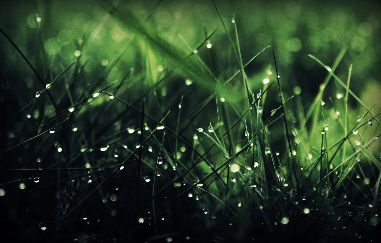 Photo wallpaper greens, grass, water, drops, macro, nature, nature