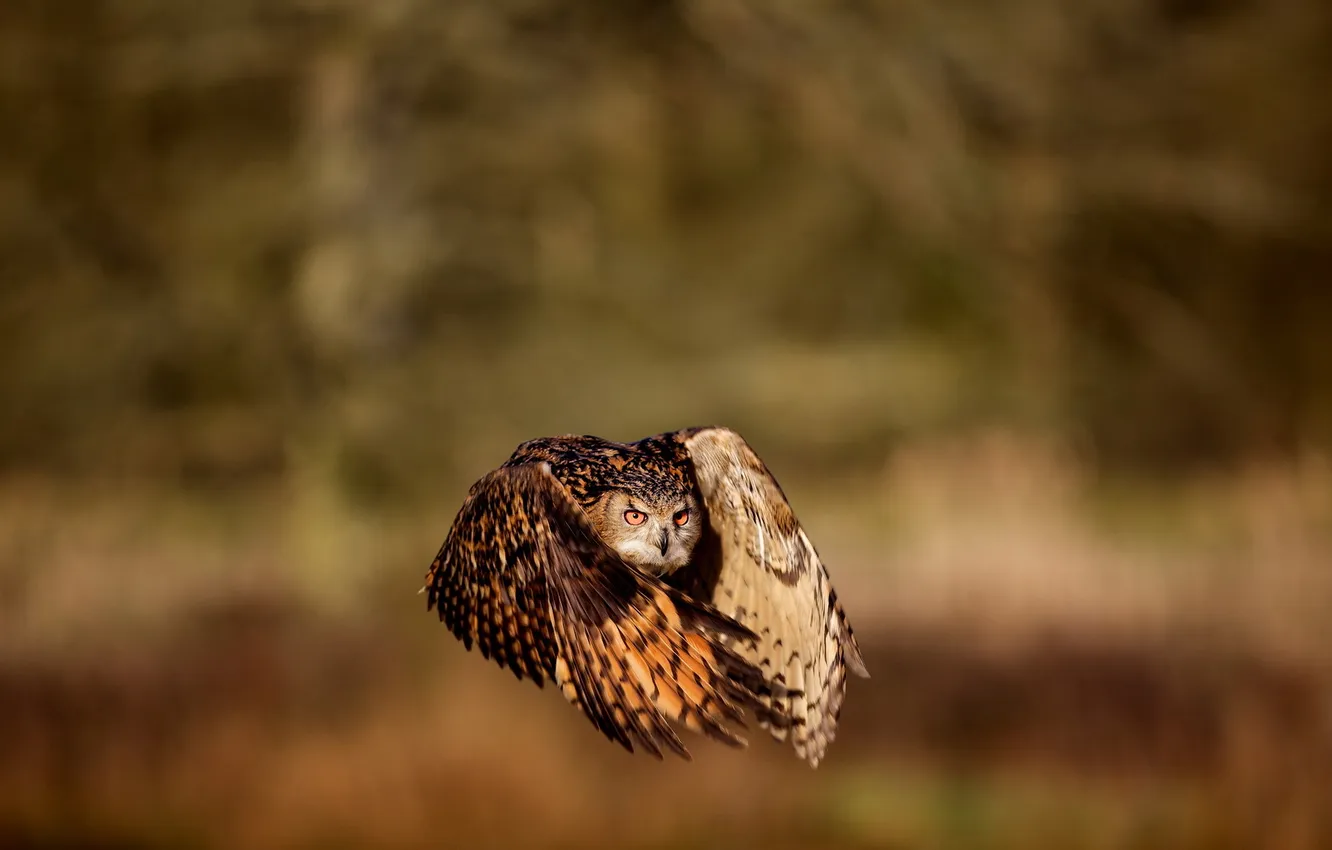 Photo wallpaper flight, owl, bird