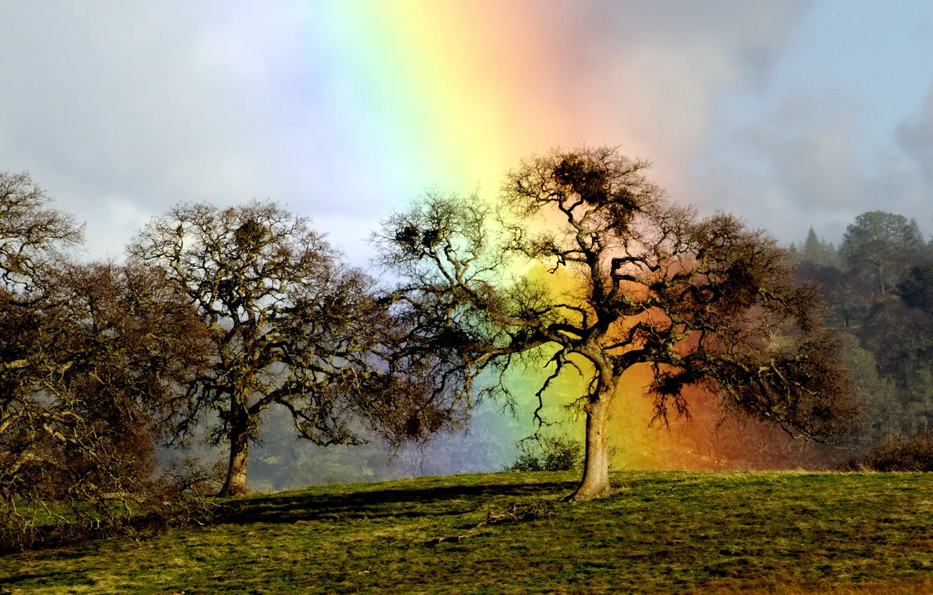 Photo wallpaper tree, rainbow, oak, rainbow oak