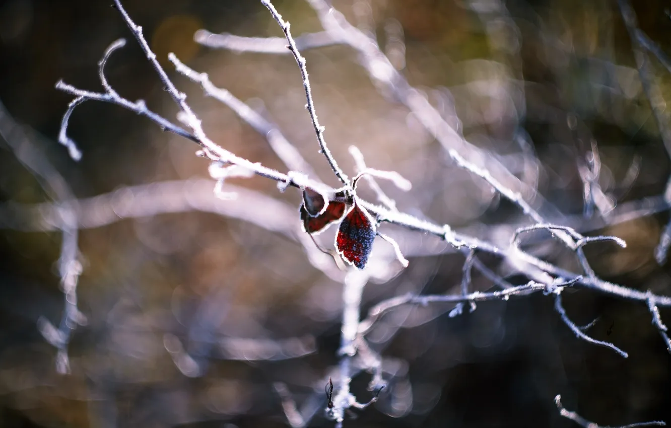 Photo wallpaper frost, branches, plant