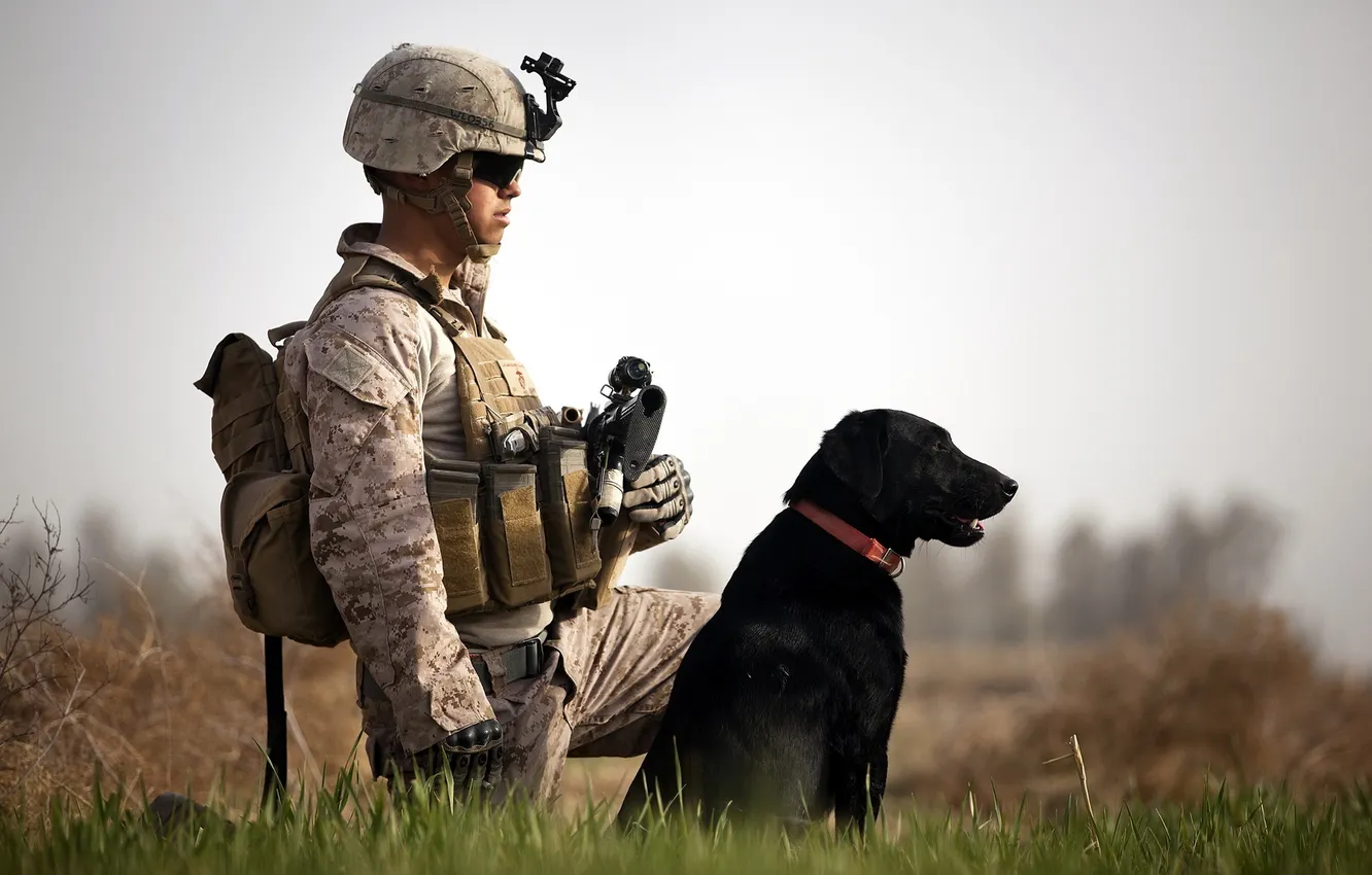 Photo wallpaper weapons, dog, soldiers