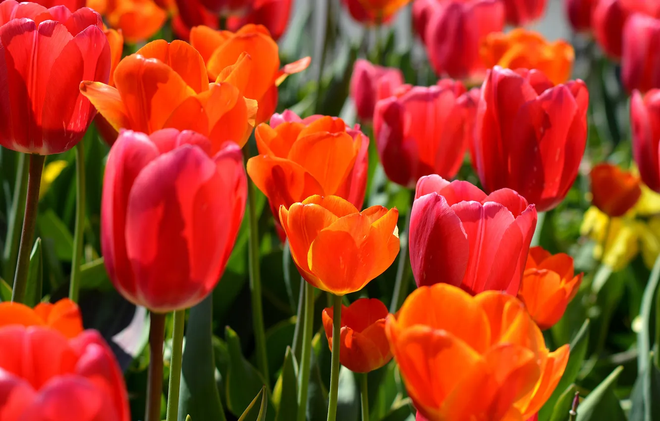 Photo wallpaper spring, petals, garden, meadow, tulips