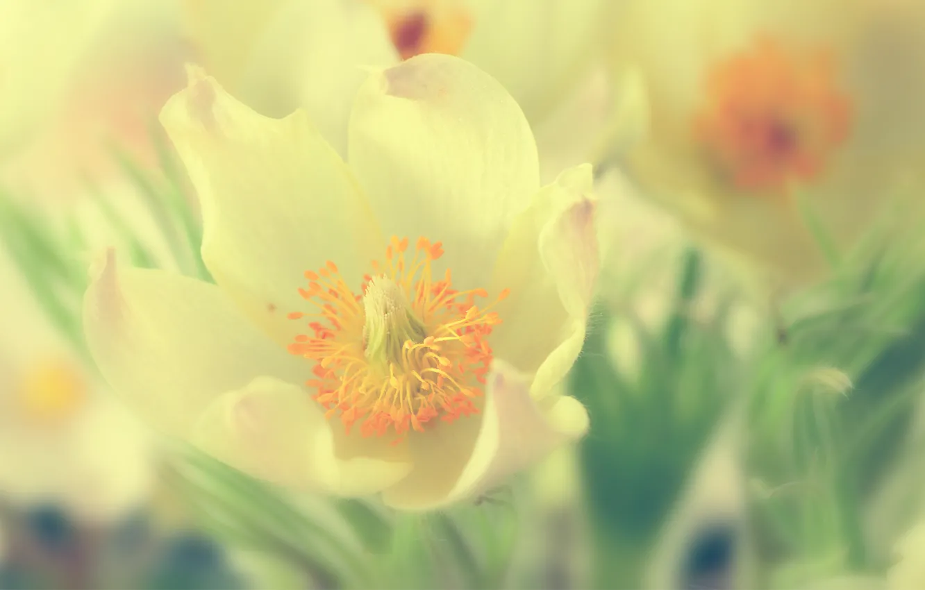 Photo wallpaper macro, flowers, snowdrops, full hd