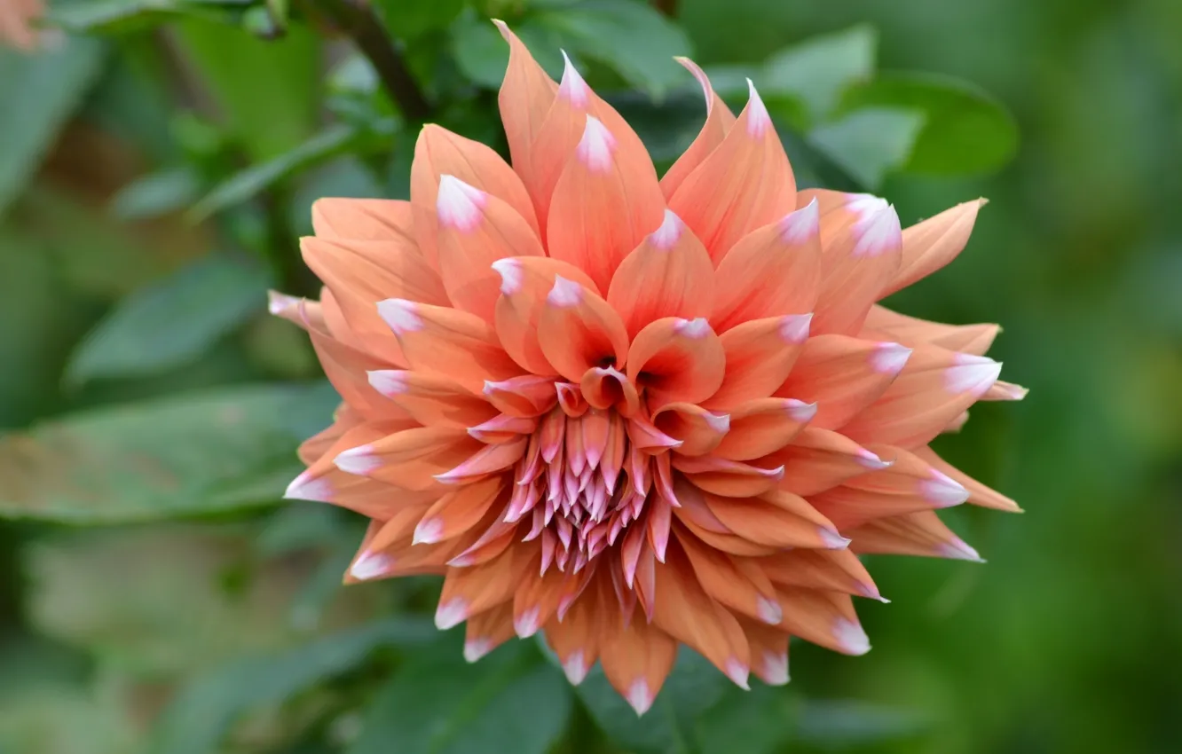 Photo wallpaper macro, petals, dahlias