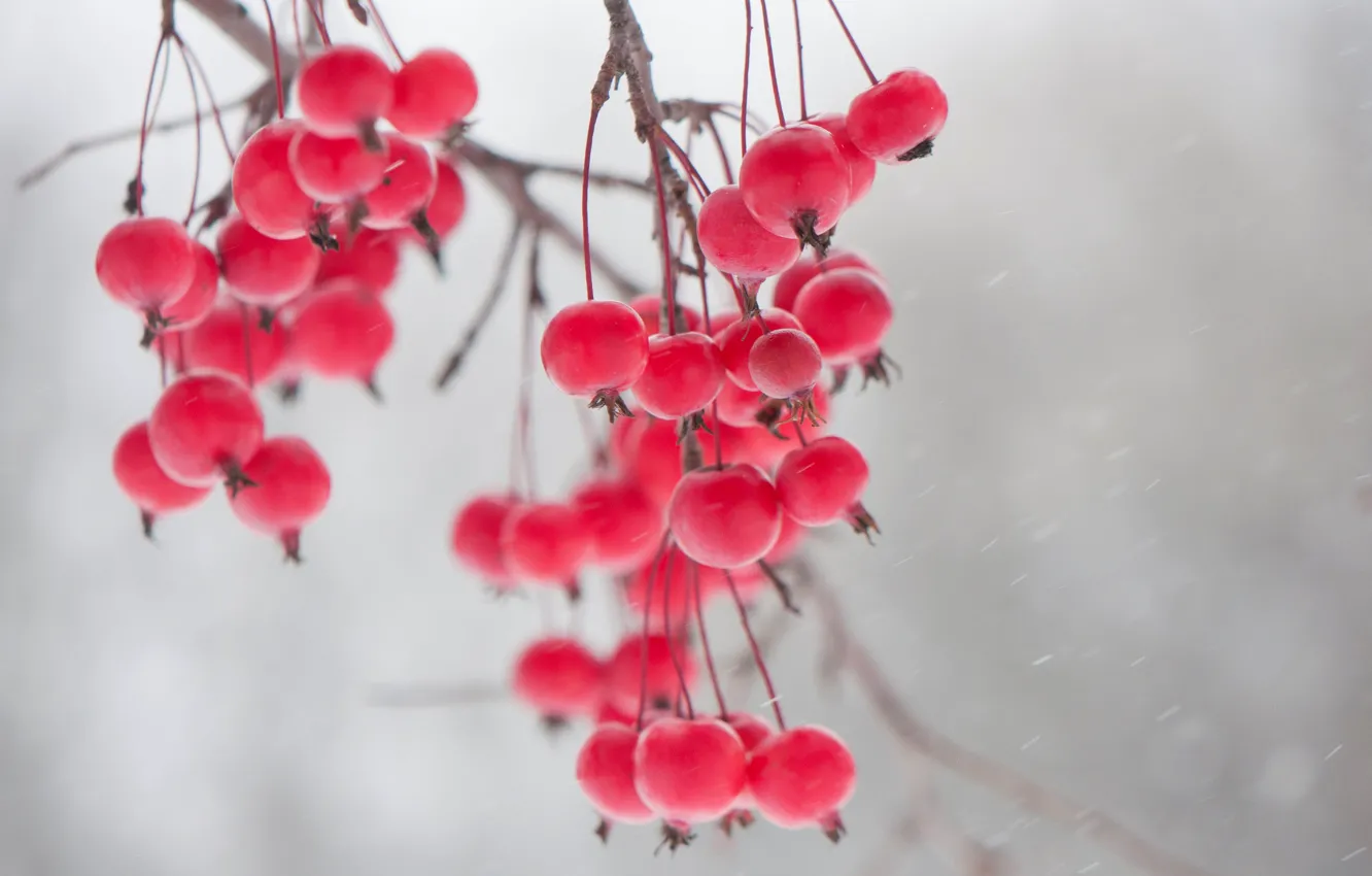 Photo wallpaper winter, berries, branch