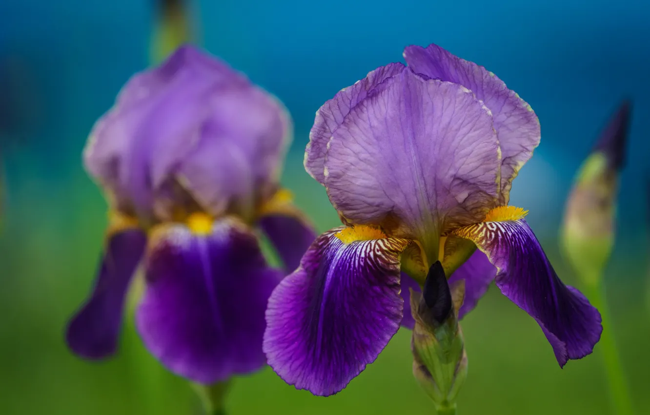 Photo wallpaper macro, petals, bokeh, iris, iris