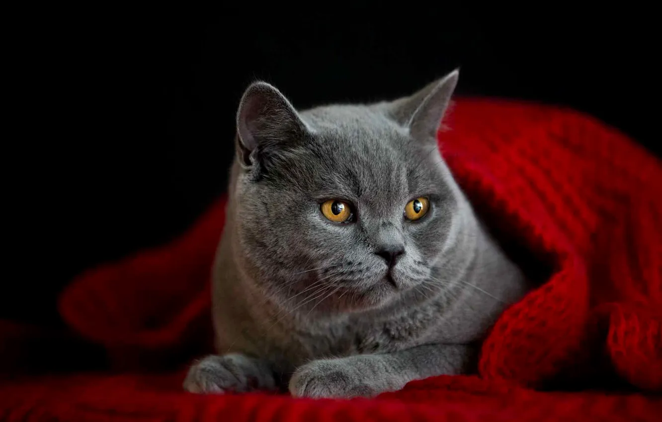 Photo wallpaper cat, cat, look, pose, grey, portrait, legs, scarf