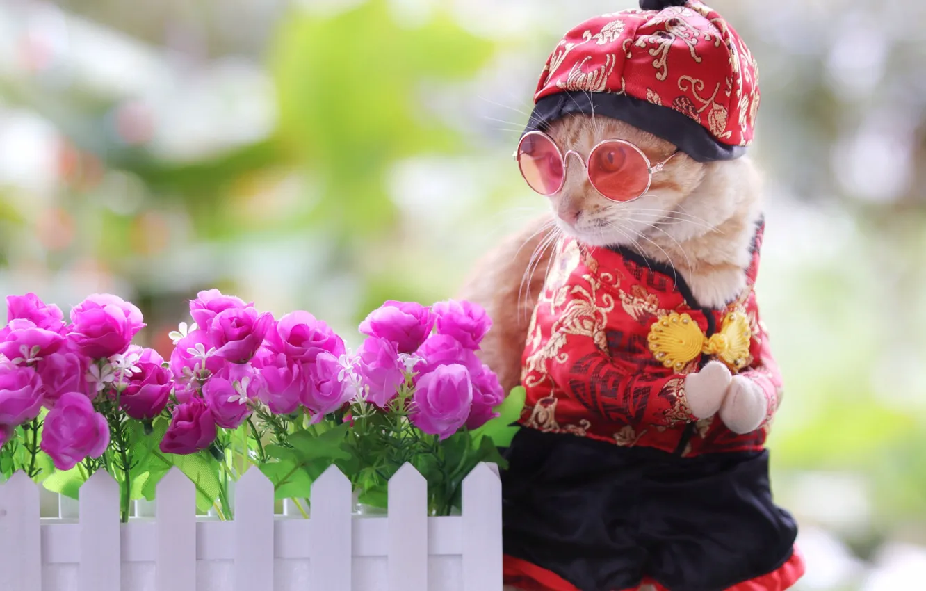 Wallpaper look, garden, cat, kitty, red, headdress, the fence, legs for ...