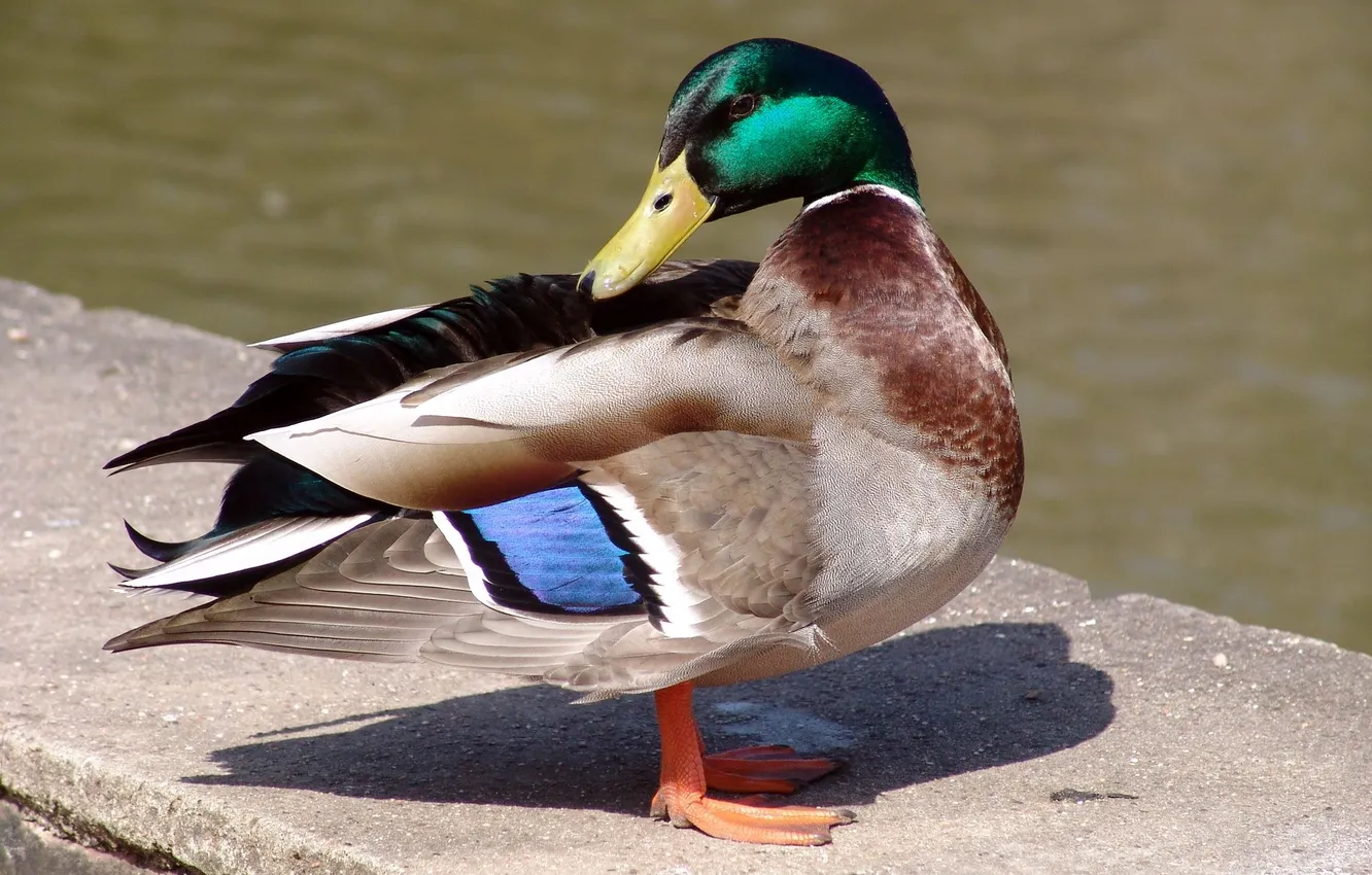 Photo wallpaper bird, duck, Mallard