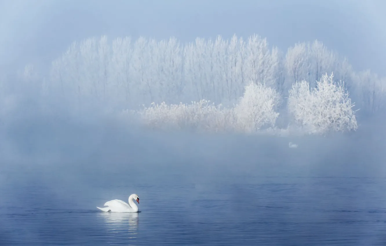 Photo wallpaper winter, frost, forest, light, snow, fog, lake, bird