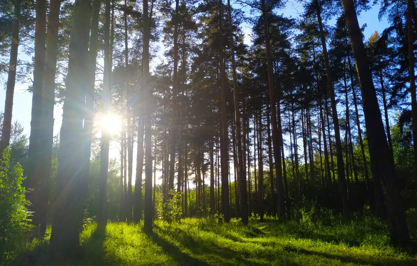 Photo wallpaper forest, grass, the sun, rays, light, trees, Berezovsky.