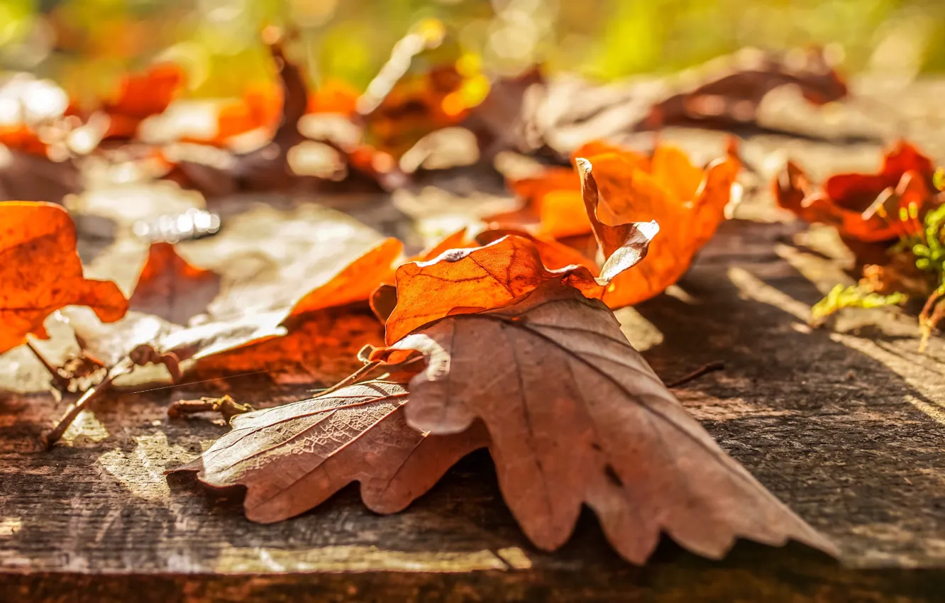 Photo wallpaper autumn, leaves, light, mood, foliage, Board, bokeh, oak