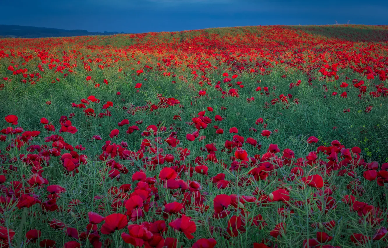 Photo wallpaper field, summer, the sky, flowers, nature, view, Maki, dal