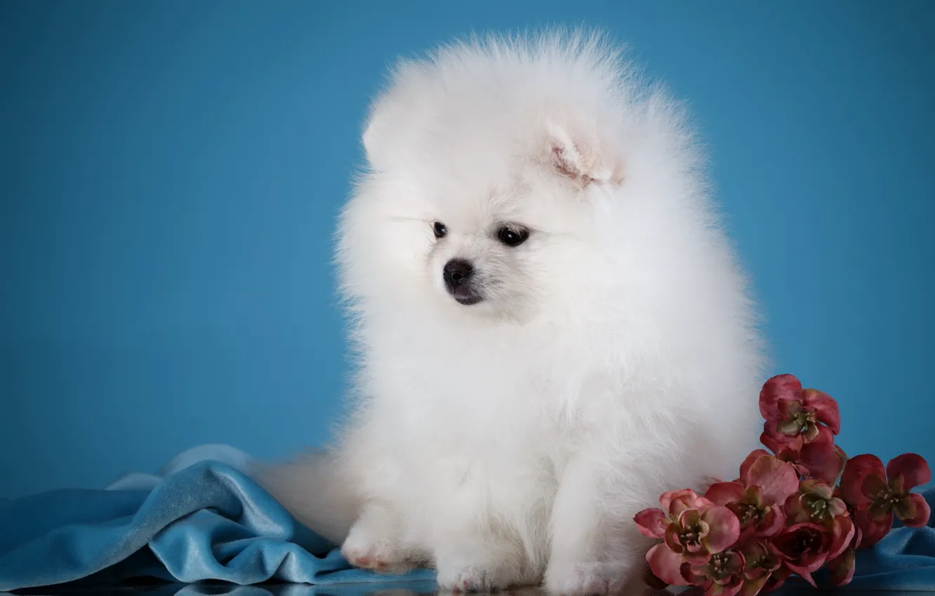 Photo wallpaper flowers, fluffy, puppy, breed, Spitz