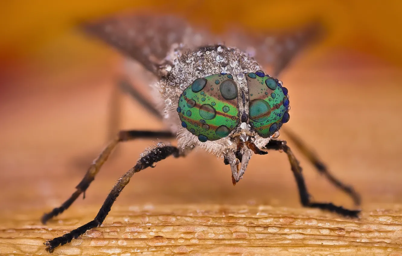 Photo wallpaper macro, insect, Horsefly