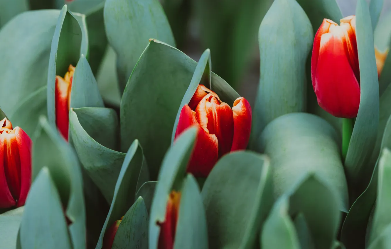 Photo wallpaper leaves, flowers, red, spring, tulips, buds