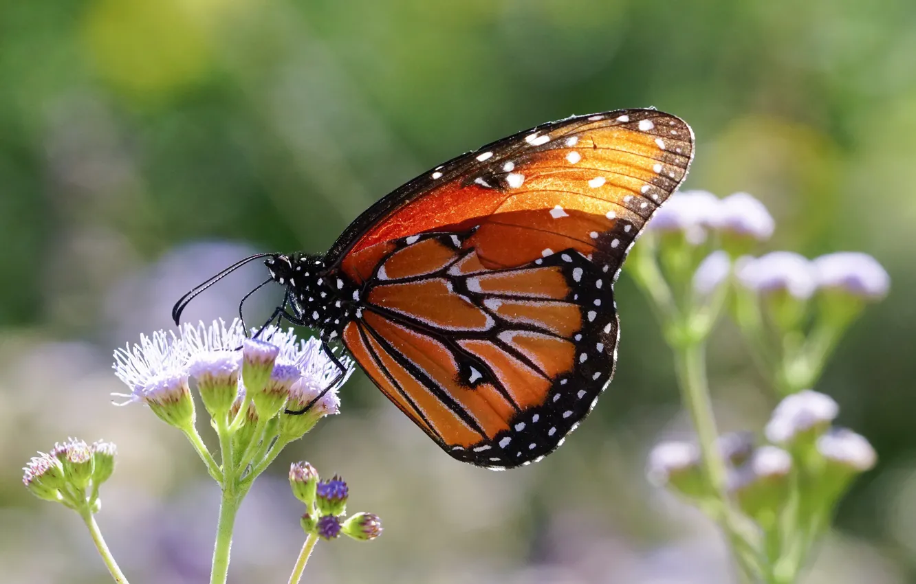 Photo wallpaper flowers, nature, butterfly