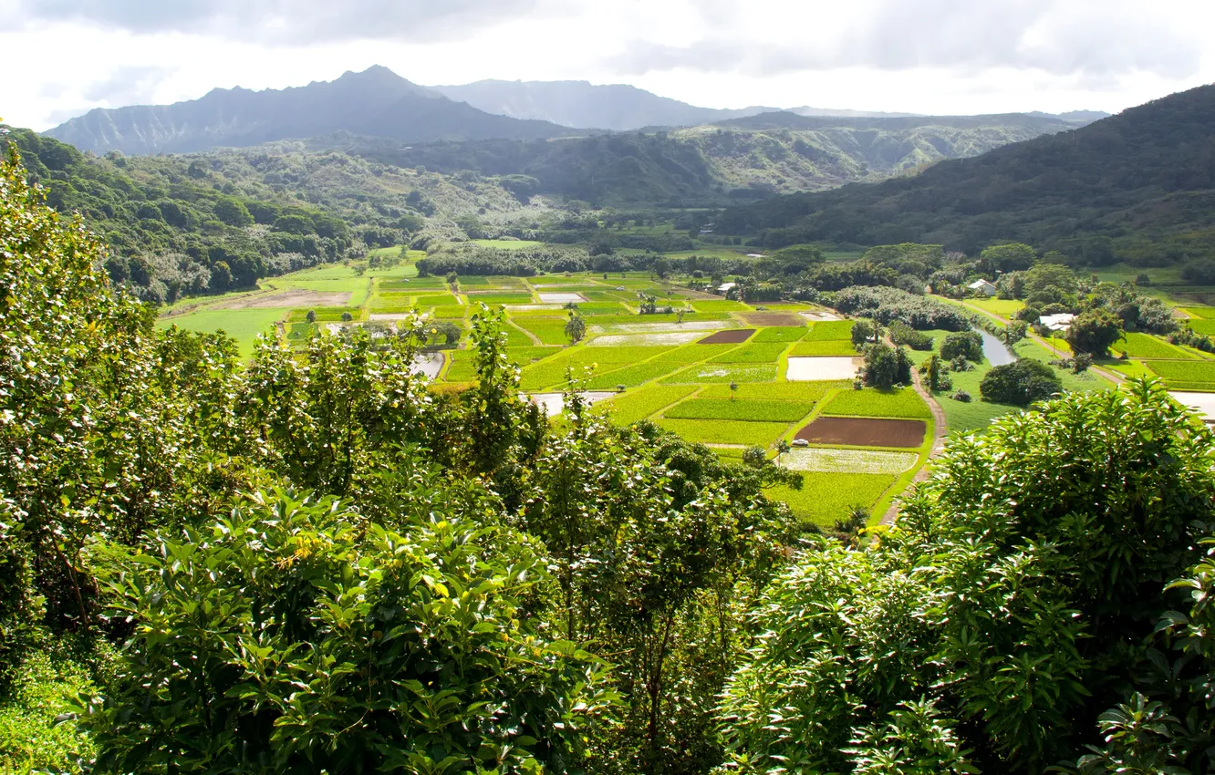 Photo wallpaper mountains, tropics, field, Hawaii, forest, Kauai, plantation, Hanalei