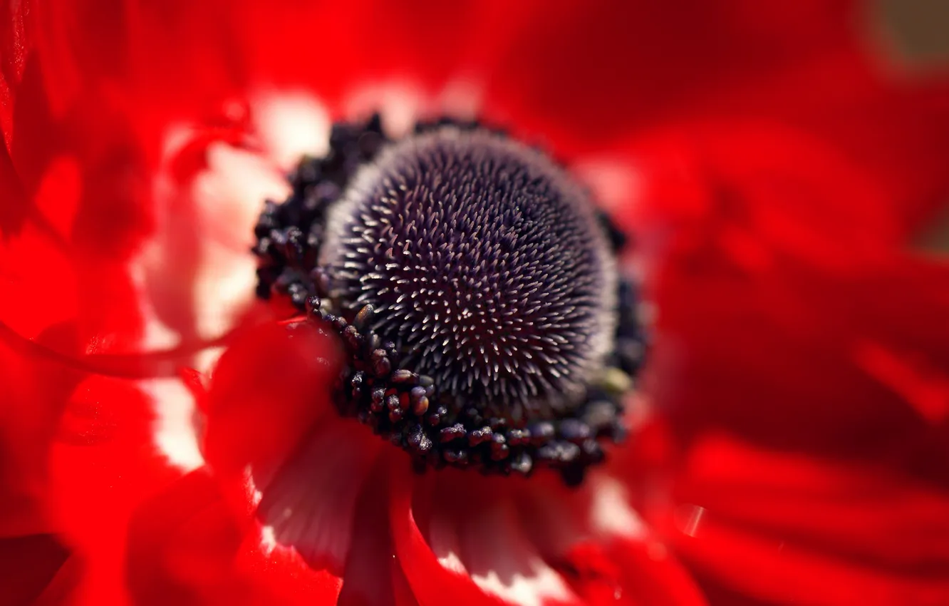 Photo wallpaper flower, macro, red, Mac