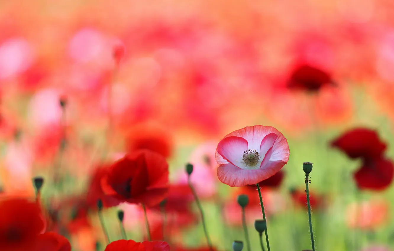 Photo wallpaper field, Mac, petals, meadow