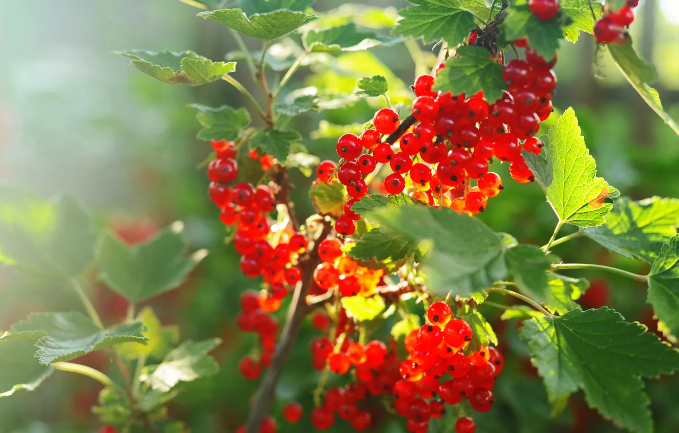Photo wallpaper leaves, berries, garden, the bushes, currants