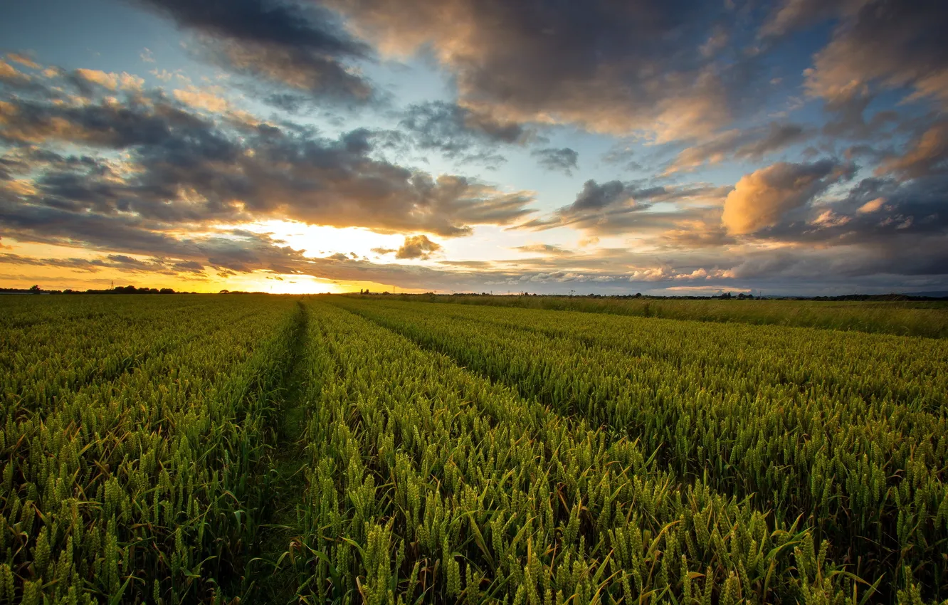 Photo wallpaper field, landscape, sunset, ears