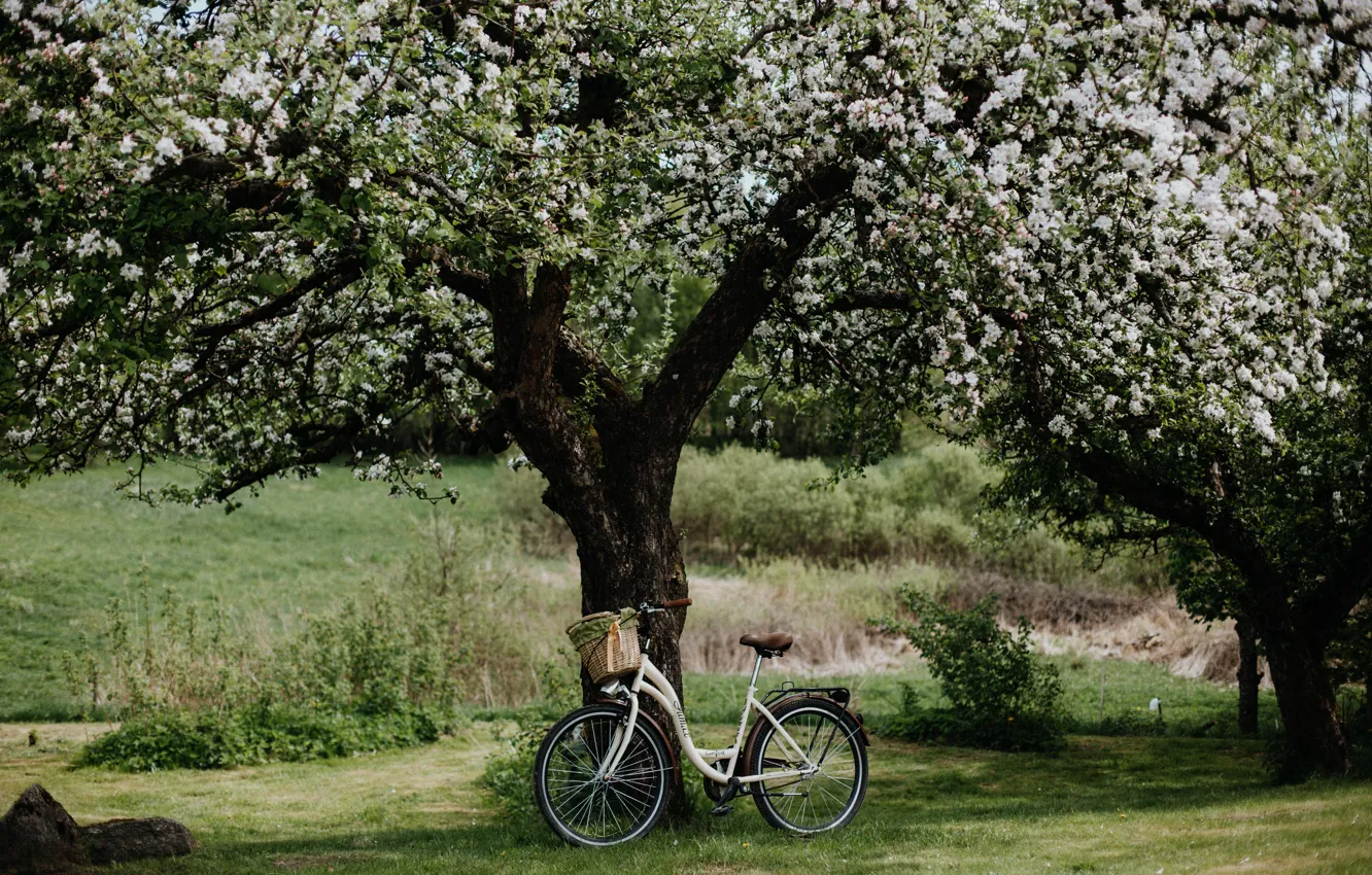 Photo wallpaper wallpaper, bicycle, field, nature, flowers, landscapes, tree, bloom