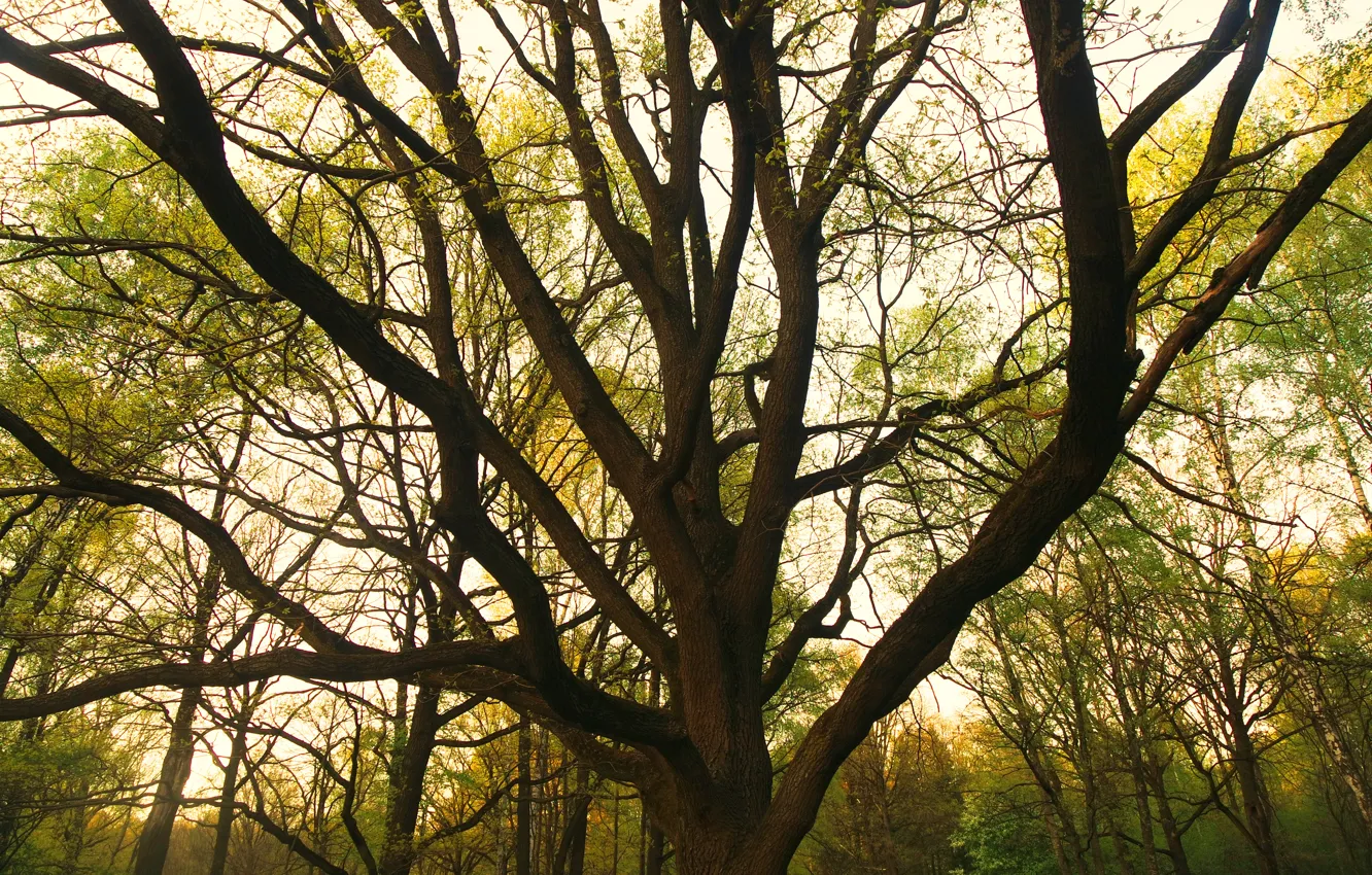 Photo wallpaper greens, forest, trees, nature