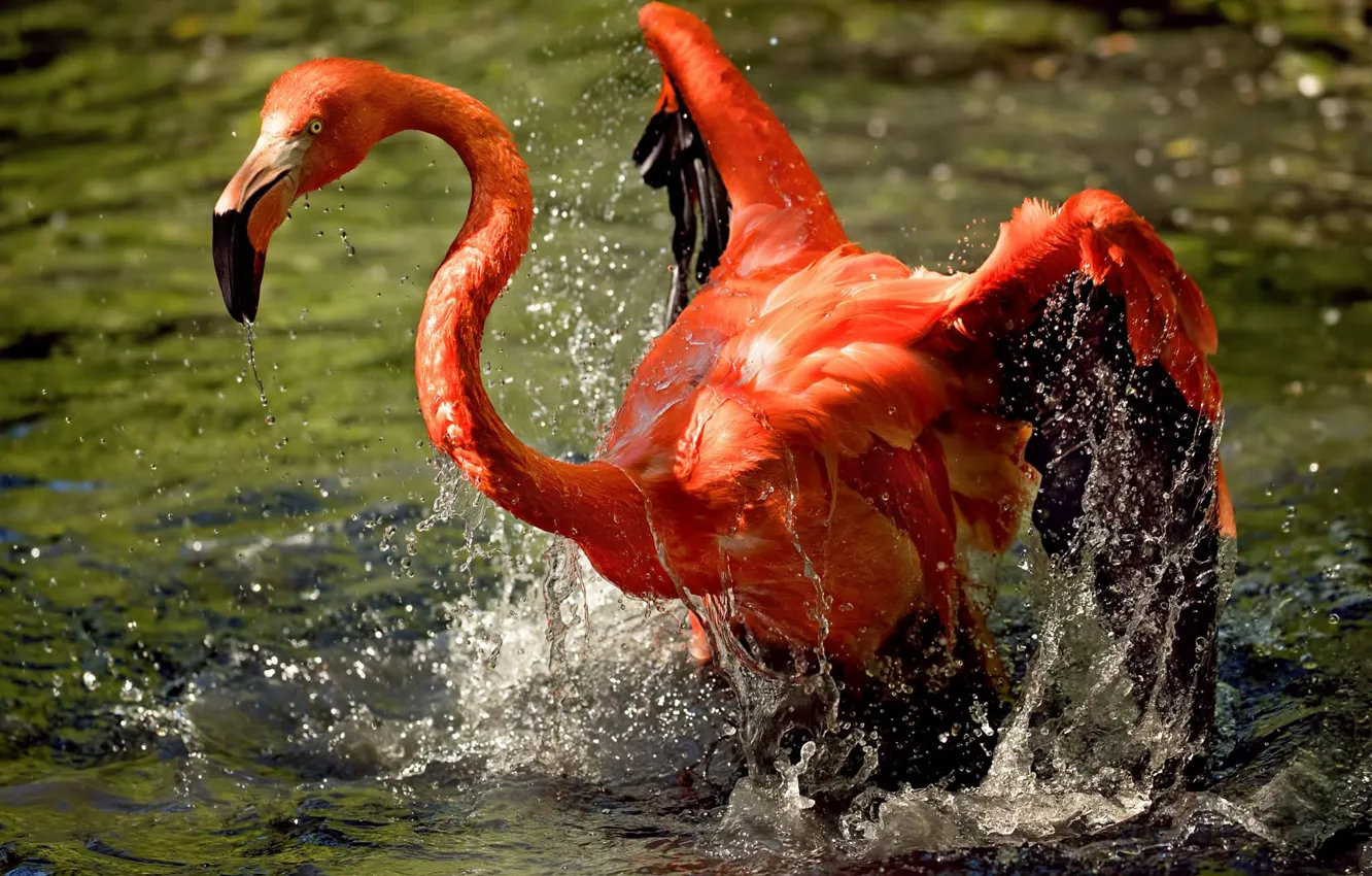 Photo wallpaper water, squirt, bird, Flamingo