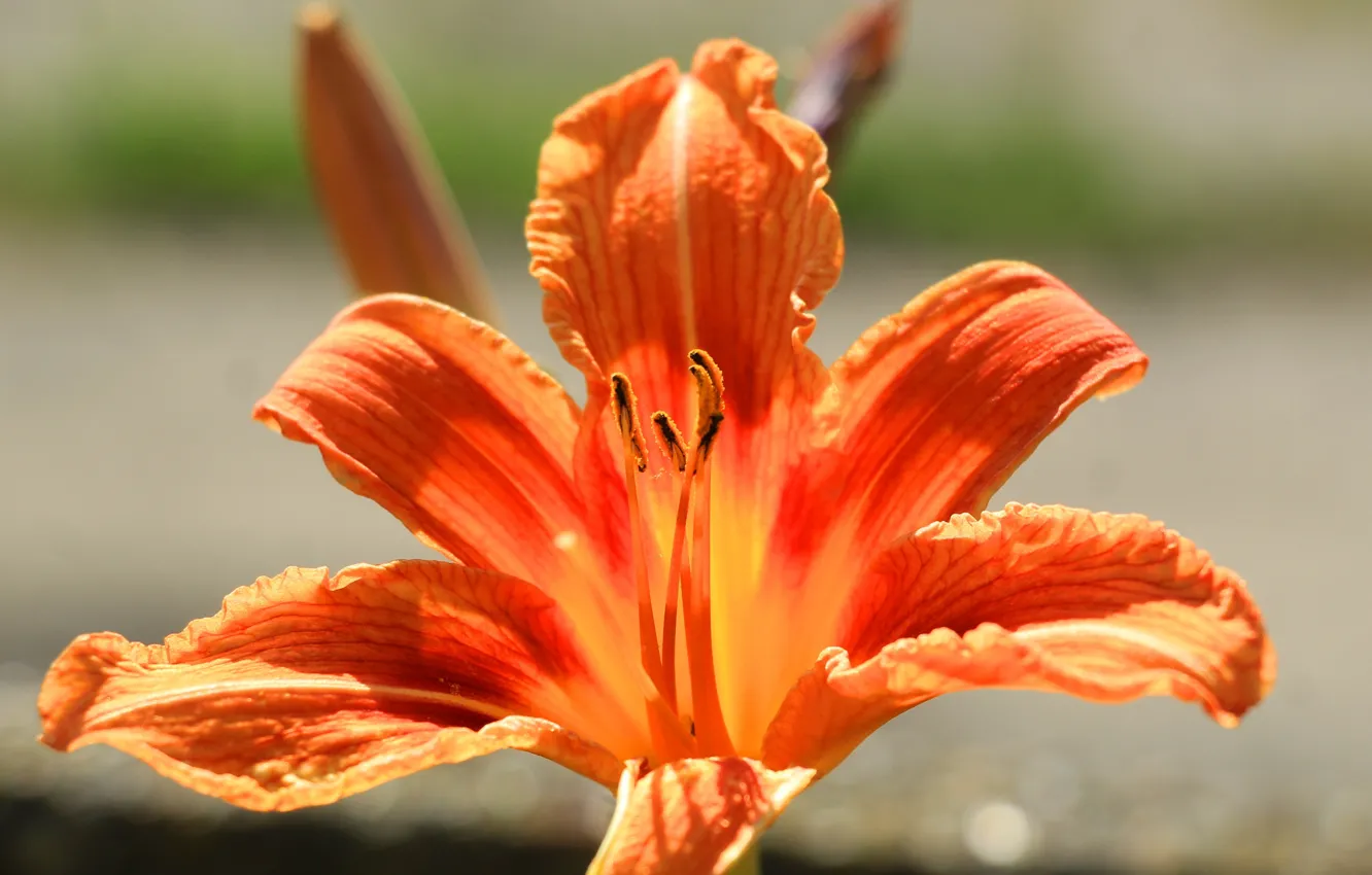 Photo wallpaper flower, garden, bloom, Lilia