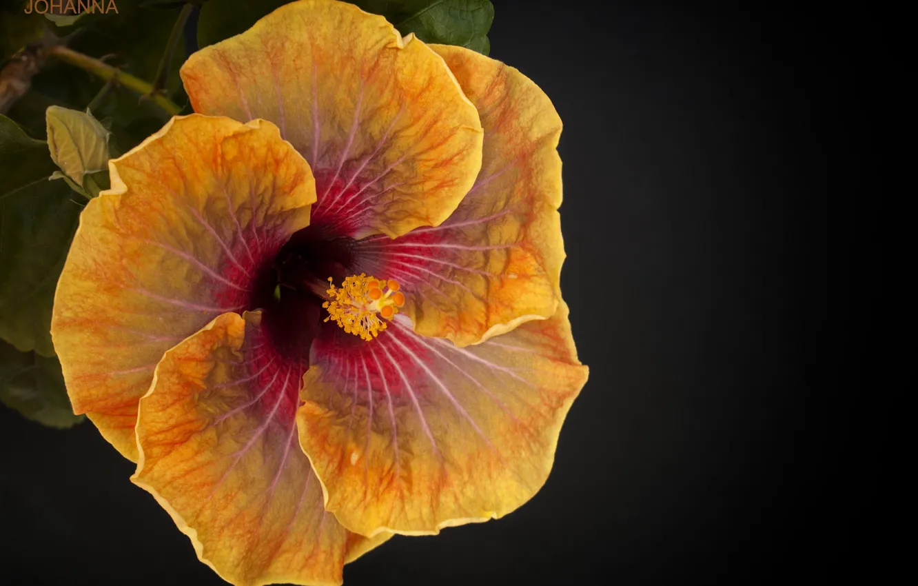 Photo wallpaper macro, yellow, hibiscus