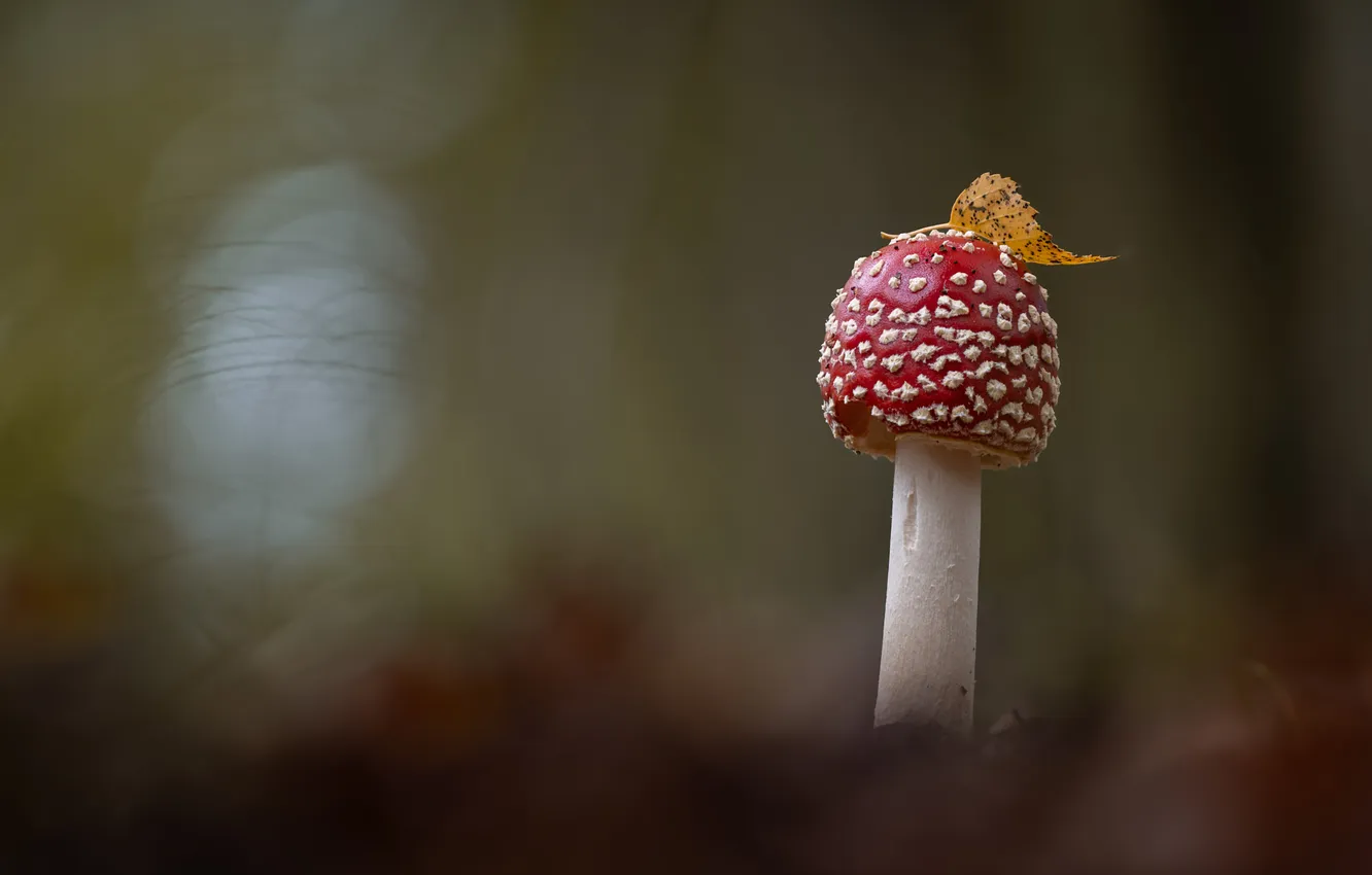 Photo wallpaper mushrooms, leaf, mushroom, bokeh
