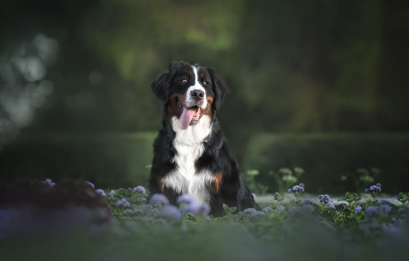 Photo wallpaper nature, animal, dog, dog, Bernese mountain dog, Julia Gonchar